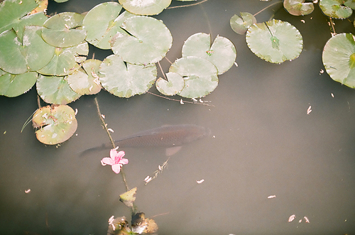 일본 연못 풍경 필름사진 (NN035_047)
