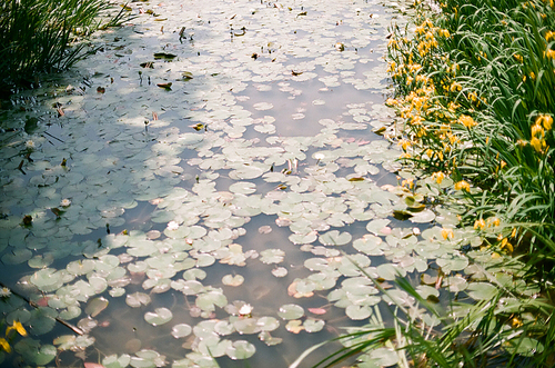 일본 연못 풍경 필름사진 (NN035_044)