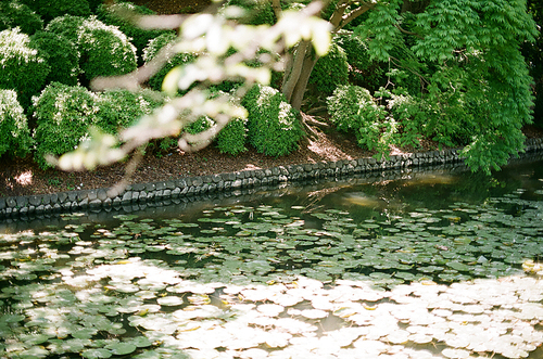 일본 공원 연못 풍경 필름사진 (NN035_048)