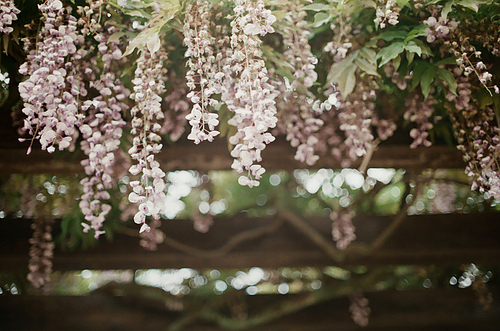 일본 공원 꽃 풍경 필름사진 (NN035_051)
