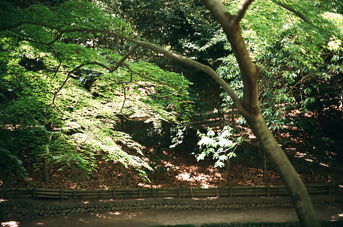 일본 공원 나무 풍경 필름사진 (NN035_069)