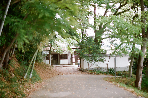 일본 공원 나무 풍경 필름사진 (NN035_072)