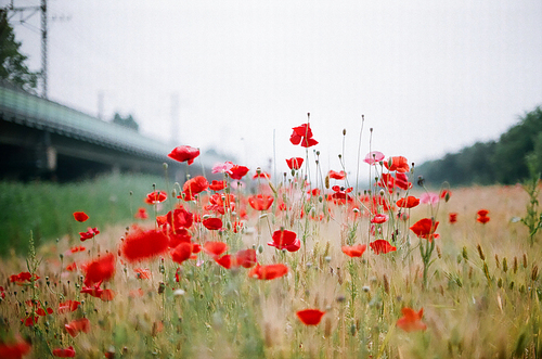 양귀비 꽃 풍경 필름사진 (NN038_001)