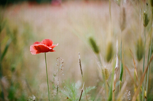 양귀비 꽃 풍경 필름사진 (NN038_002)