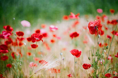 양귀비 꽃 풍경 필름사진 (NN038_004)
