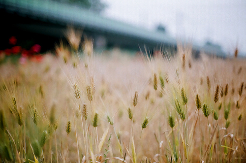 양귀비 꽃 풍경 필름사진 (NN038_003)