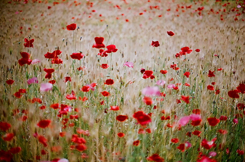 양귀비 꽃 풍경 필름사진 (NN038_006)