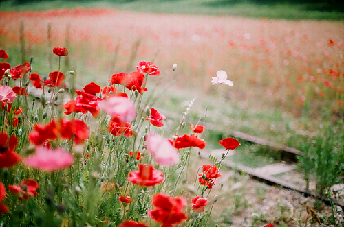 양귀비 꽃 풍경 필름사진 (NN038_010)