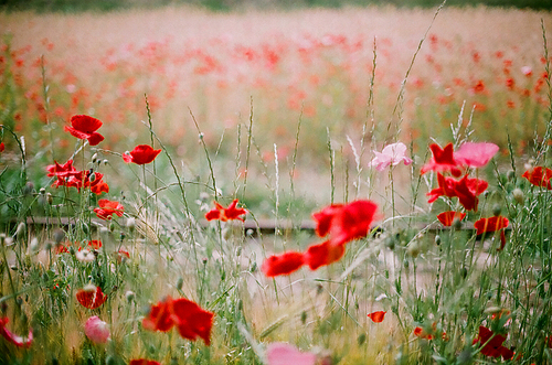 양귀비 꽃 풍경 필름사진 (NN038_008)