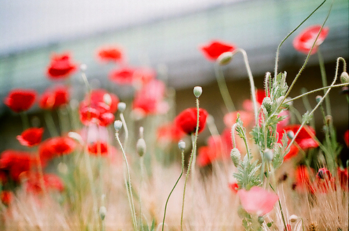 양귀비 꽃 풍경 필름사진 (NN038_012)
