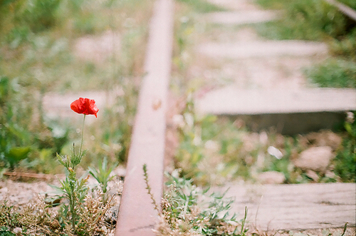 양귀비 꽃 철길 풍경 필름사진 (NN038_015)