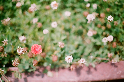 양귀비 꽃 풍경 필름사진 (NN038_014)