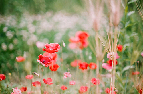 양귀비 꽃 풍경 필름사진 (NN038_017)