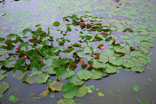 비오는 날의 연못 연꽃 연잎 풍경사진 (NN039_004)