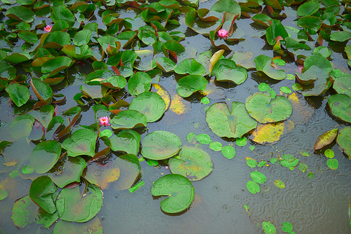 비오는 날의 연못 연꽃 연잎 풍경사진 (NN039_005)