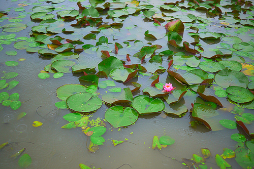비오는 날의 연못 연꽃 연잎 풍경사진 (NN039_003)