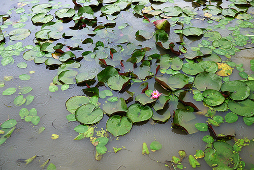 비오는 날의 연못 연꽃 연잎 풍경사진 (NN039_002)