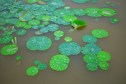 비오는 날의 연못 연꽃 연잎 풍경사진 (NN039_006)