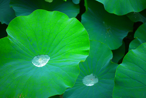 비오는 날의 연못 연꽃 연잎 풍경사진 (NN039_007)