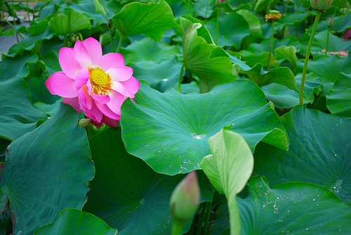 비오는 날의 연못 연꽃 연잎 풍경사진 (NN039_008)