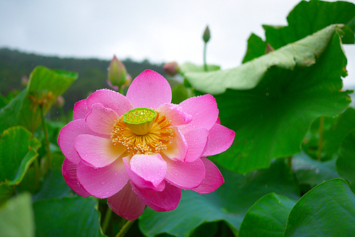 비오는 날의 연못 연꽃 연잎 풍경사진 (NN039_011)
