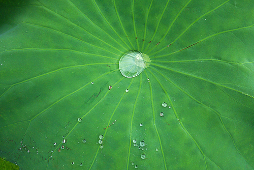 비오는 날의 연못 연꽃 연잎 풍경사진 (NN039_012)