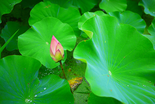 비오는 날의 연못 연꽃 연잎 풍경사진 (NN039_009)