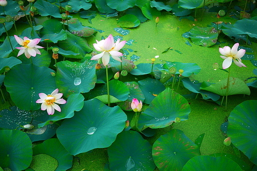 비오는 날의 연못 연꽃 연잎 풍경사진 (NN039_013)
