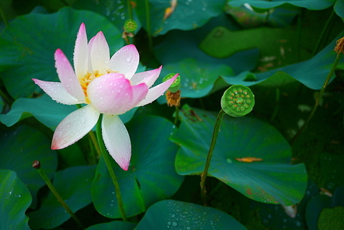 비오는 날의 연못 연꽃 연잎 풍경사진 (NN039_014)