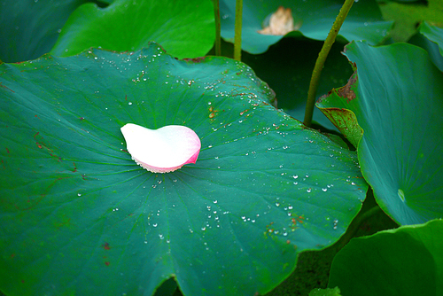 비오는 날의 연못 연꽃 연잎 풍경사진 (NN039_018)