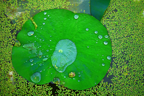 비오는 날의 연못 연꽃 연잎 풍경사진 (NN039_017)