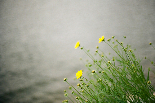 군산 꽃 풍경 필름사진 (NN040_013)