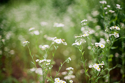 군산 꽃 풍경 필름사진 (NN040_015)