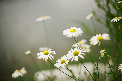 군산 꽃 풍경 필름사진 (NN040_014)