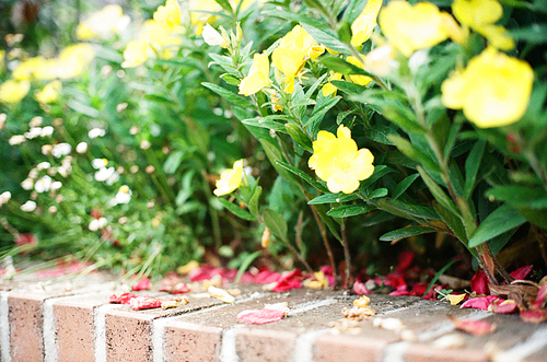 군산 꽃 풍경 필름사진 (NN040_025)