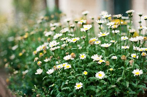 군산 꽃 풍경 필름사진 (NN040_026)
