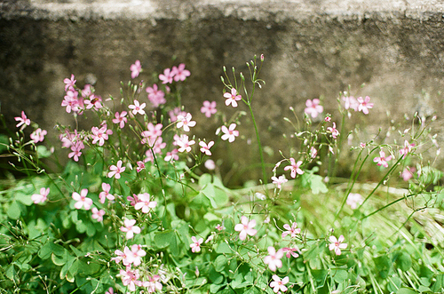 군산 꽃 풍경 필름사진 (NN040_027)
