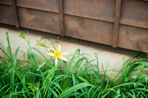 군산 꽃 풍경 필름사진 (NN040_029)