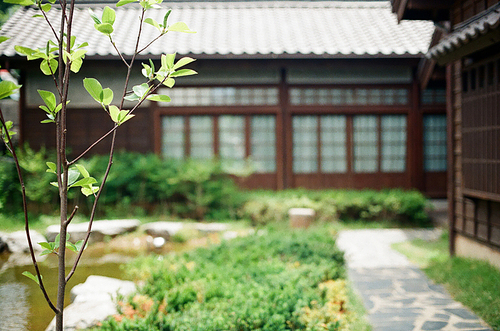 군산 꽃 풍경 필름사진 (NN040_030)