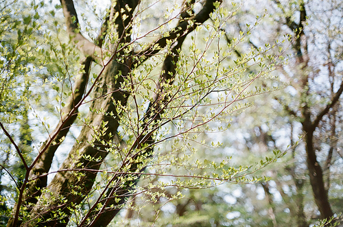 제주도 풍경 사려니숲길 나무 필름사진 (NN042_017)