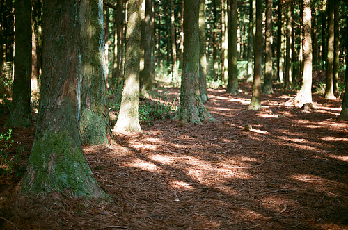 제주도 풍경 사려니숲길 나무 필름사진 (NN042_026)