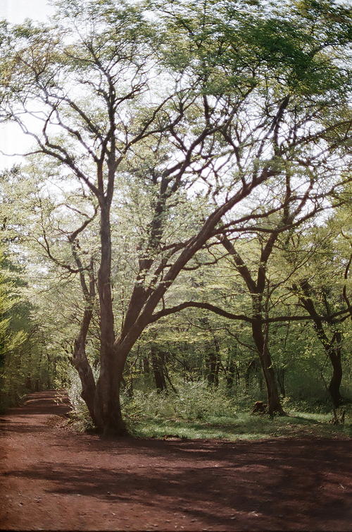 제주도 풍경 사려니숲길 나무 필름사진 (NN042_033)