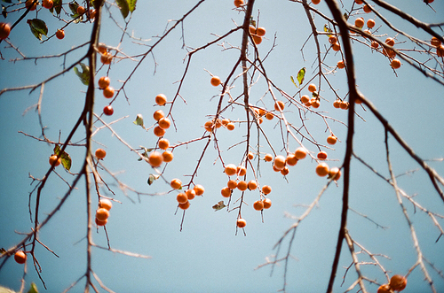 제주도 일상풍경 감나무 필름사진 (NN043_004)