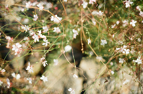 제주도 꽃풍경 들꽃 필름사진 (NN044_007)