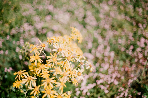 꽃풍경 들꽃 필름사진 (NN044_009)