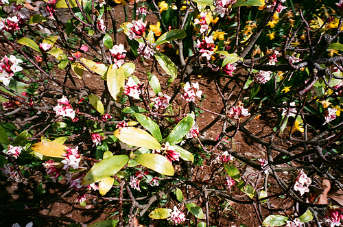 제주도 꽃풍경 들꽃 필름사진 (NN044_022)