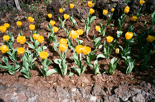 꽃풍경 튜울립 필름사진 (NN044_025)