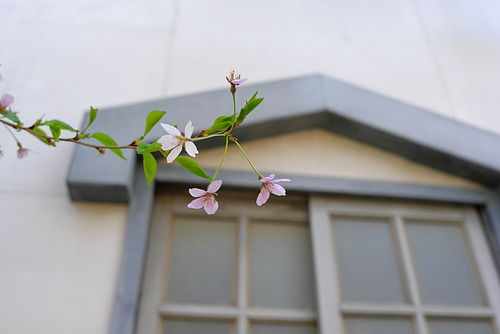 봄에 피는 벚꽃 (NN047_015)