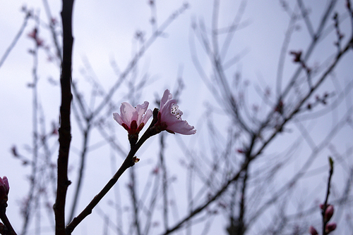 역관의 벚꽃 (NN047_029)
