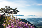 흰구름과 운해, 철쭉꽃 만발한 황매산의 소나무 풍경